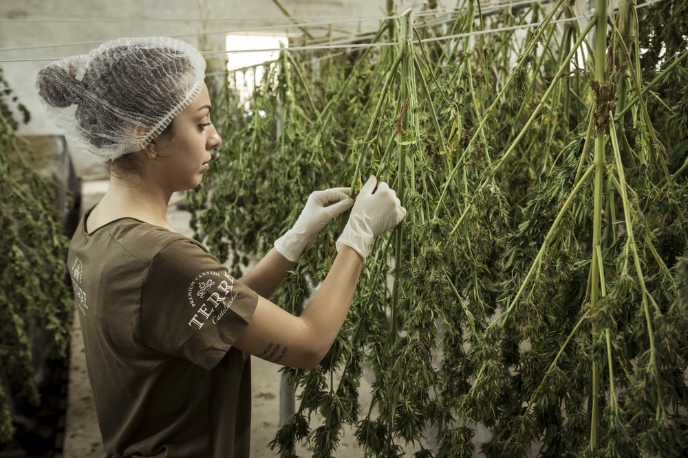 Cannabis: una oportunidad de inversión emergente